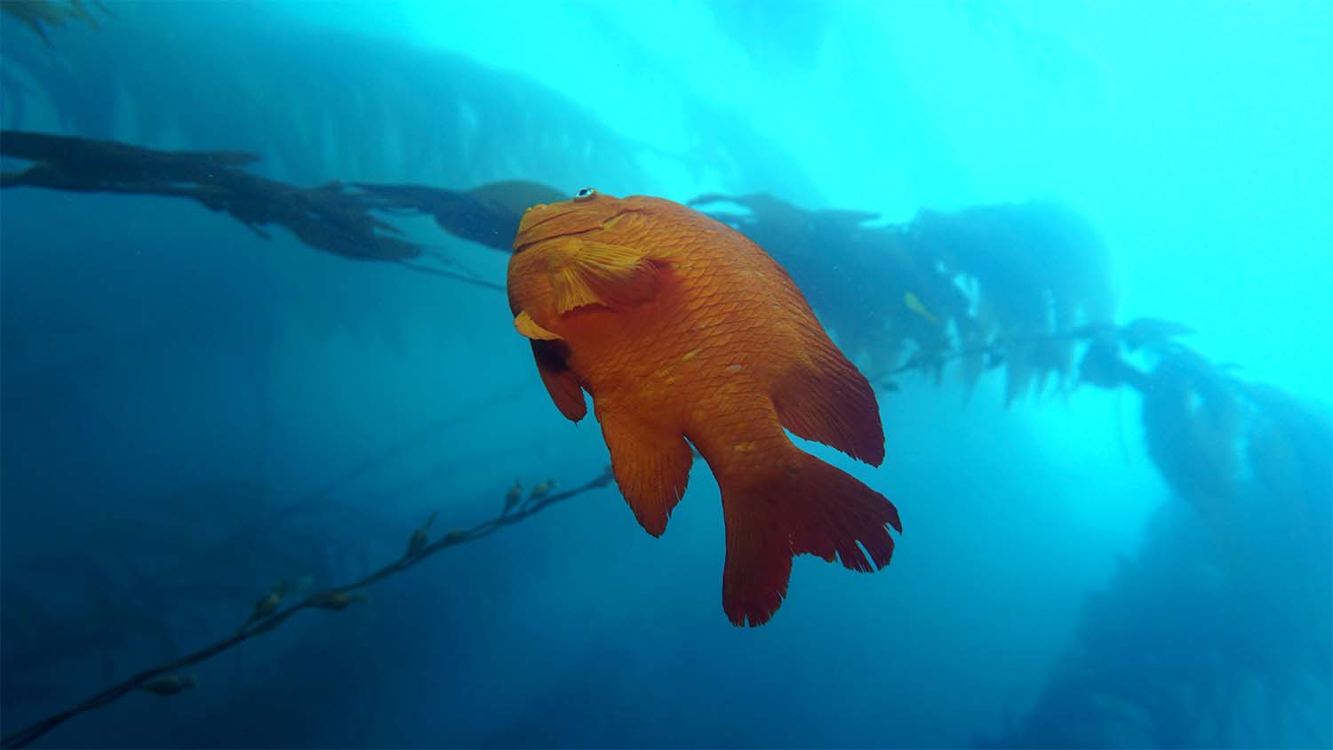 san diego la jolla underwater park