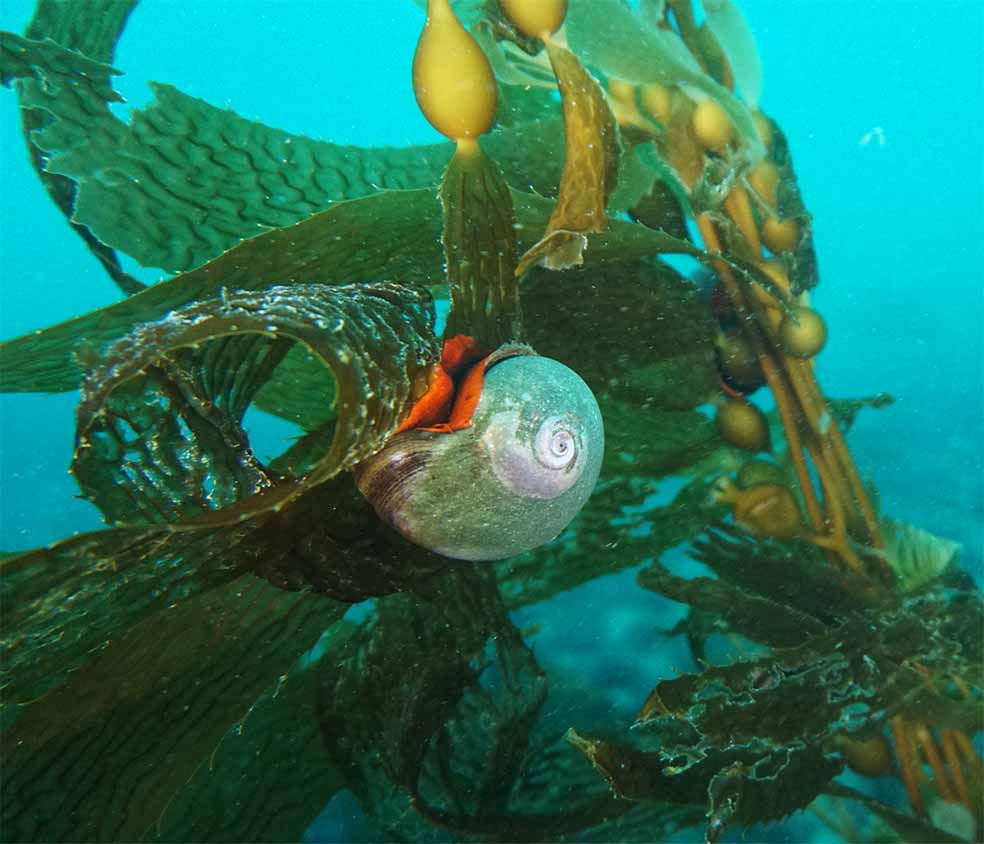 san diego la jolla underwater park