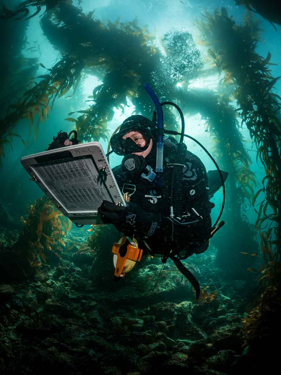 kelp forest monitoring
