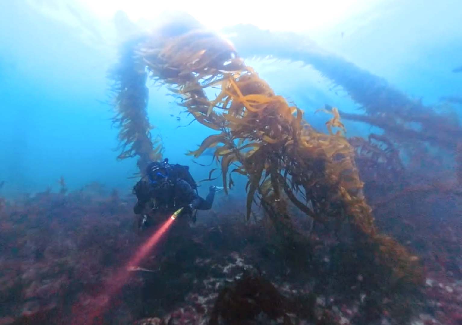 la jolla scuba diving