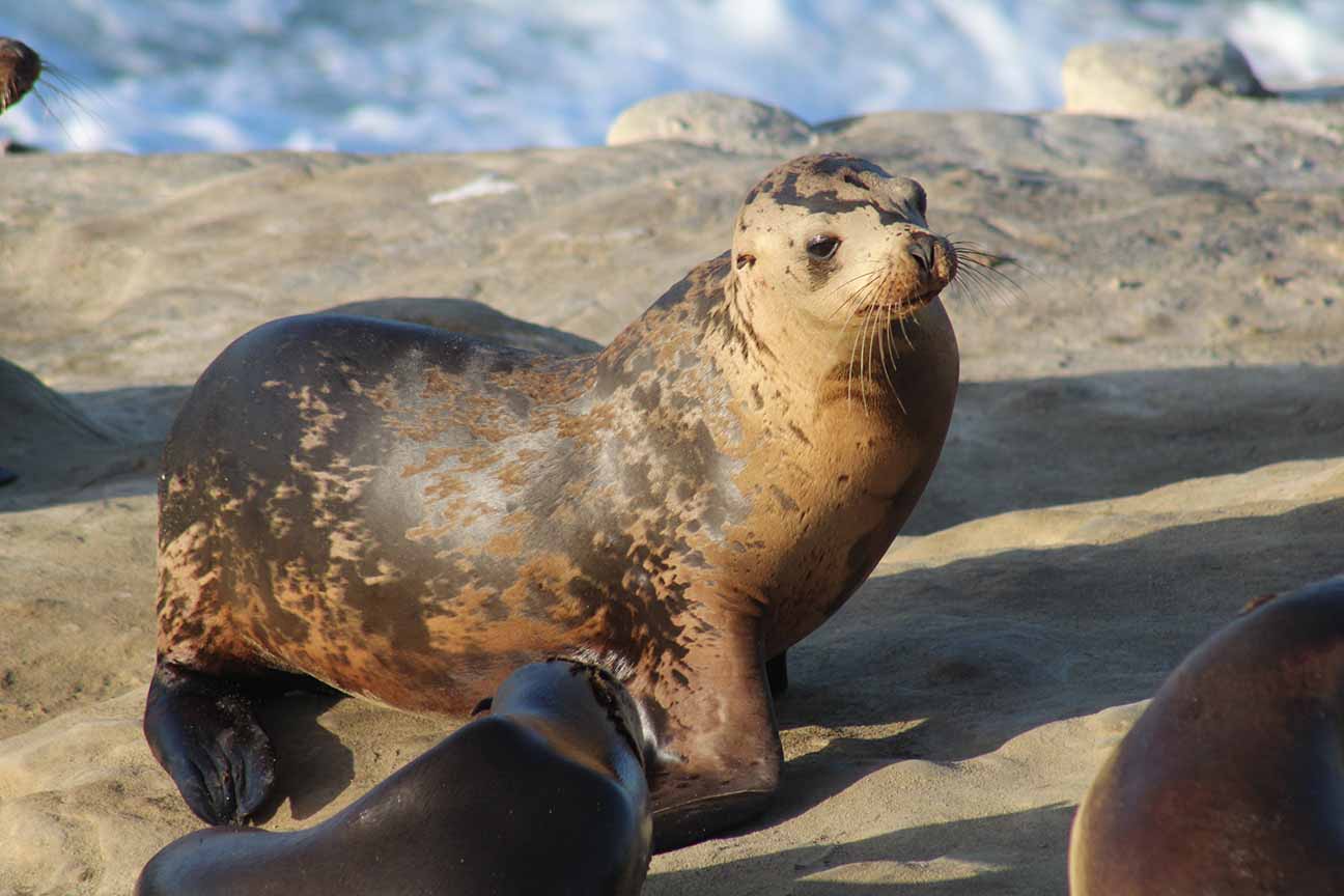 la jolla cove sea lions