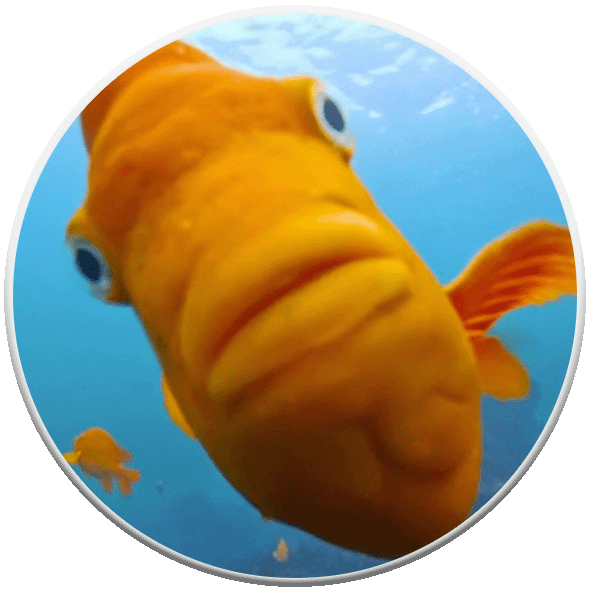 la jolla underwater
